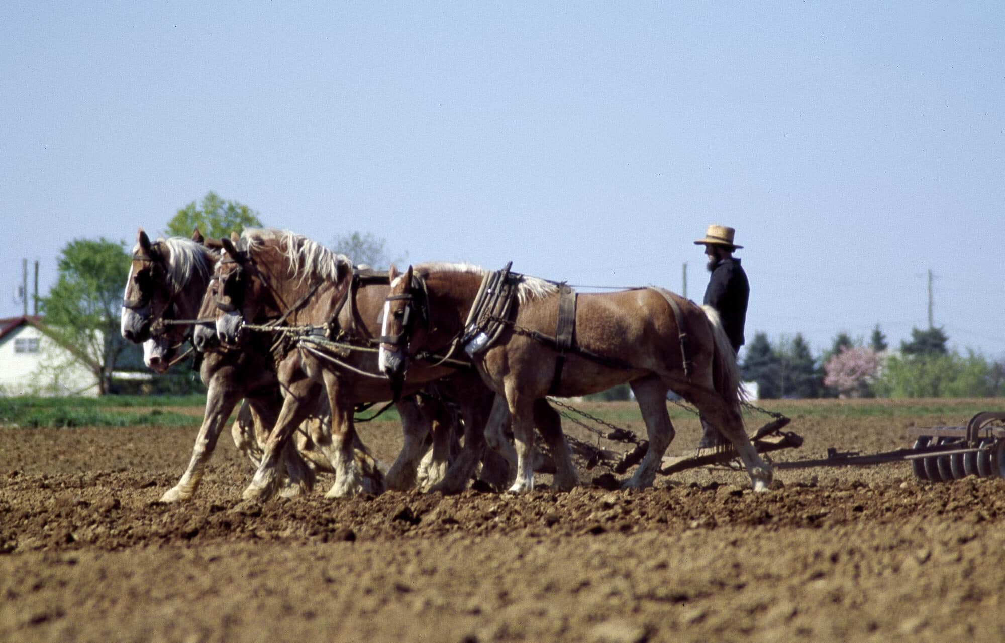 An Amish farmer in a straw hat walks across a freshly worked field beside a team of four draught horses pulling a harrow, Lancaster County, Pennsylvania.