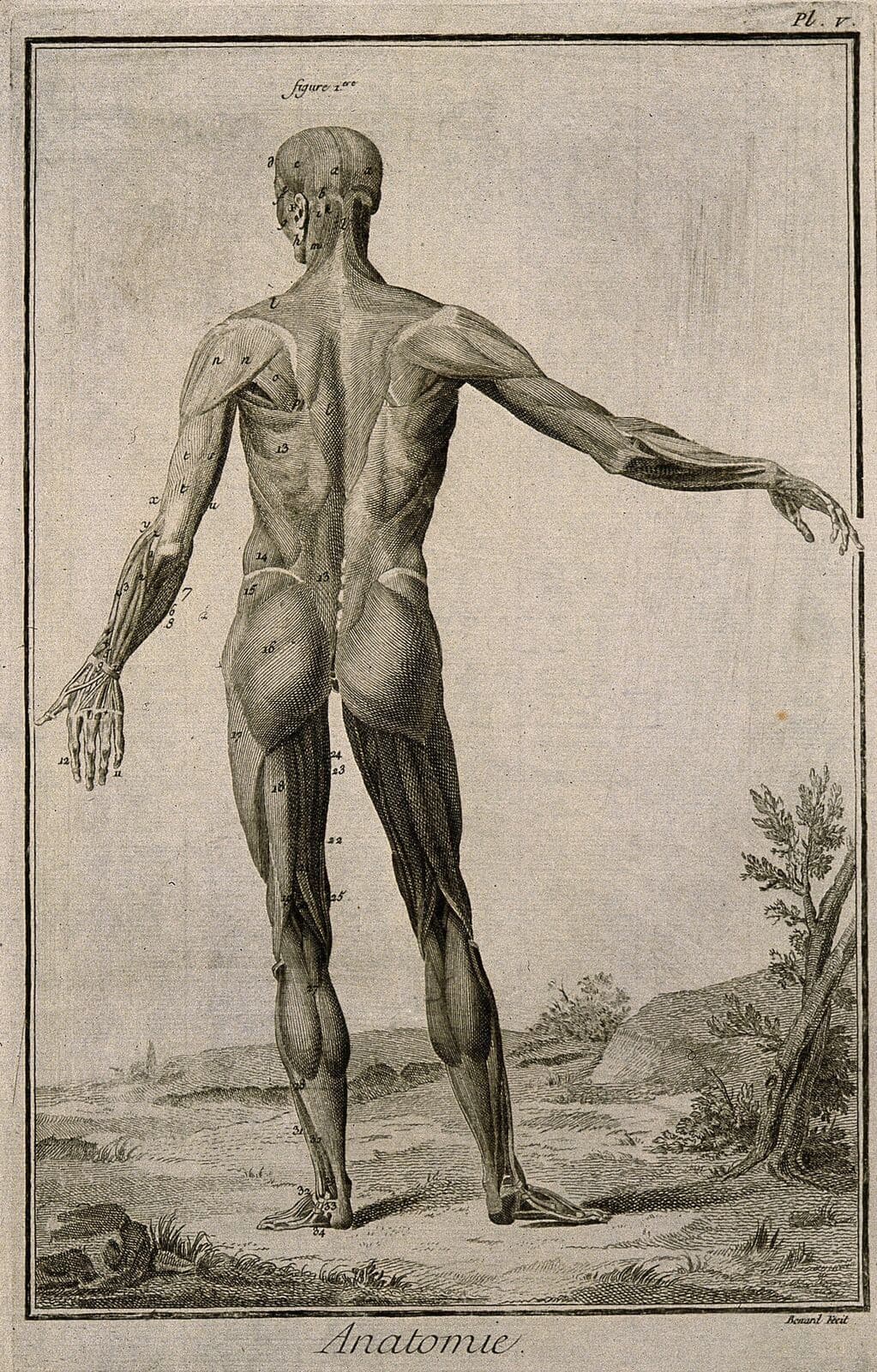 An 18th-century engraving of a man seen from behind with his skin removed. The muscles of the calves, the backs of the thighs, the buttocks, the back and the neck lie one above the next, from heel to head.