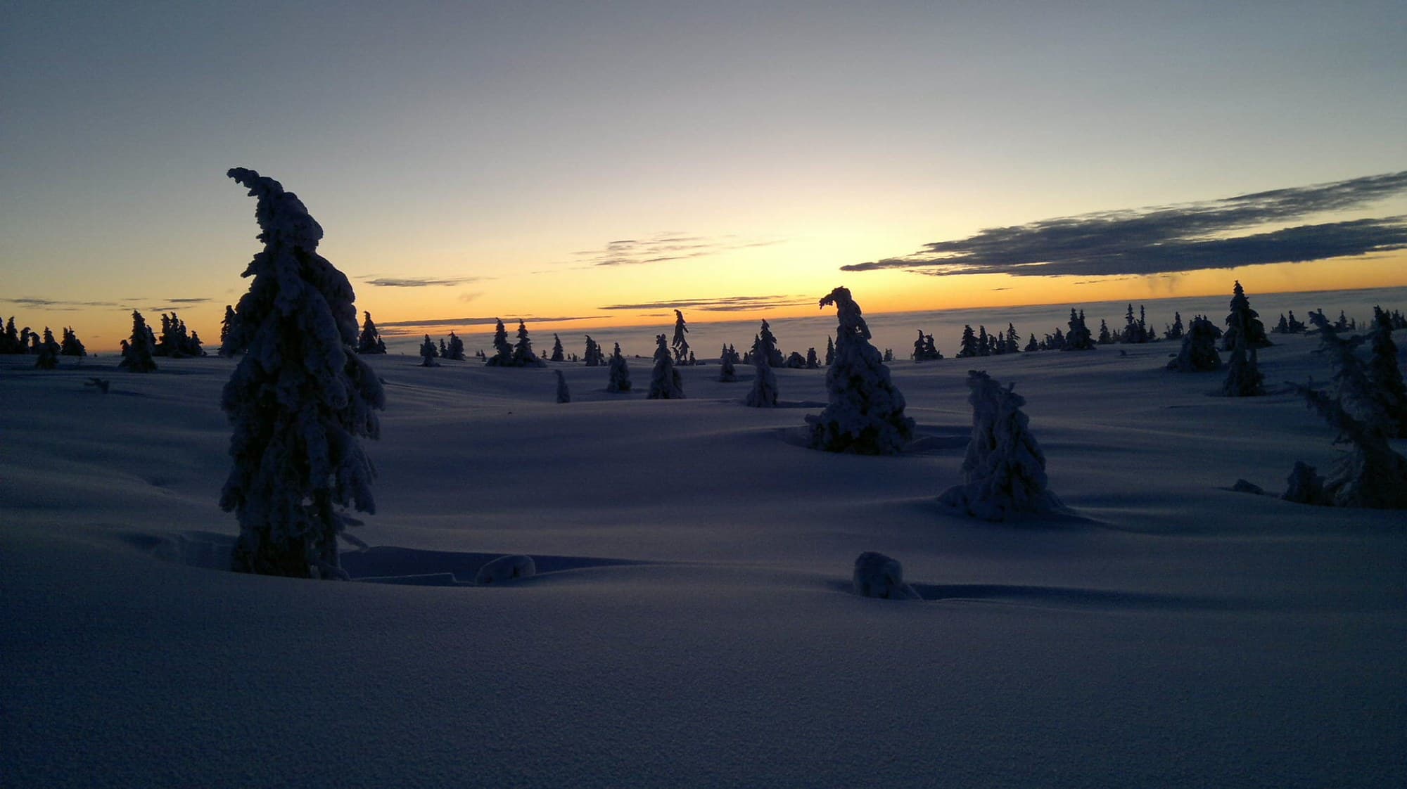 Snow-laden spruce on the open mountain at Lunkefjell, Sjusjøen, Norway, at sunset.