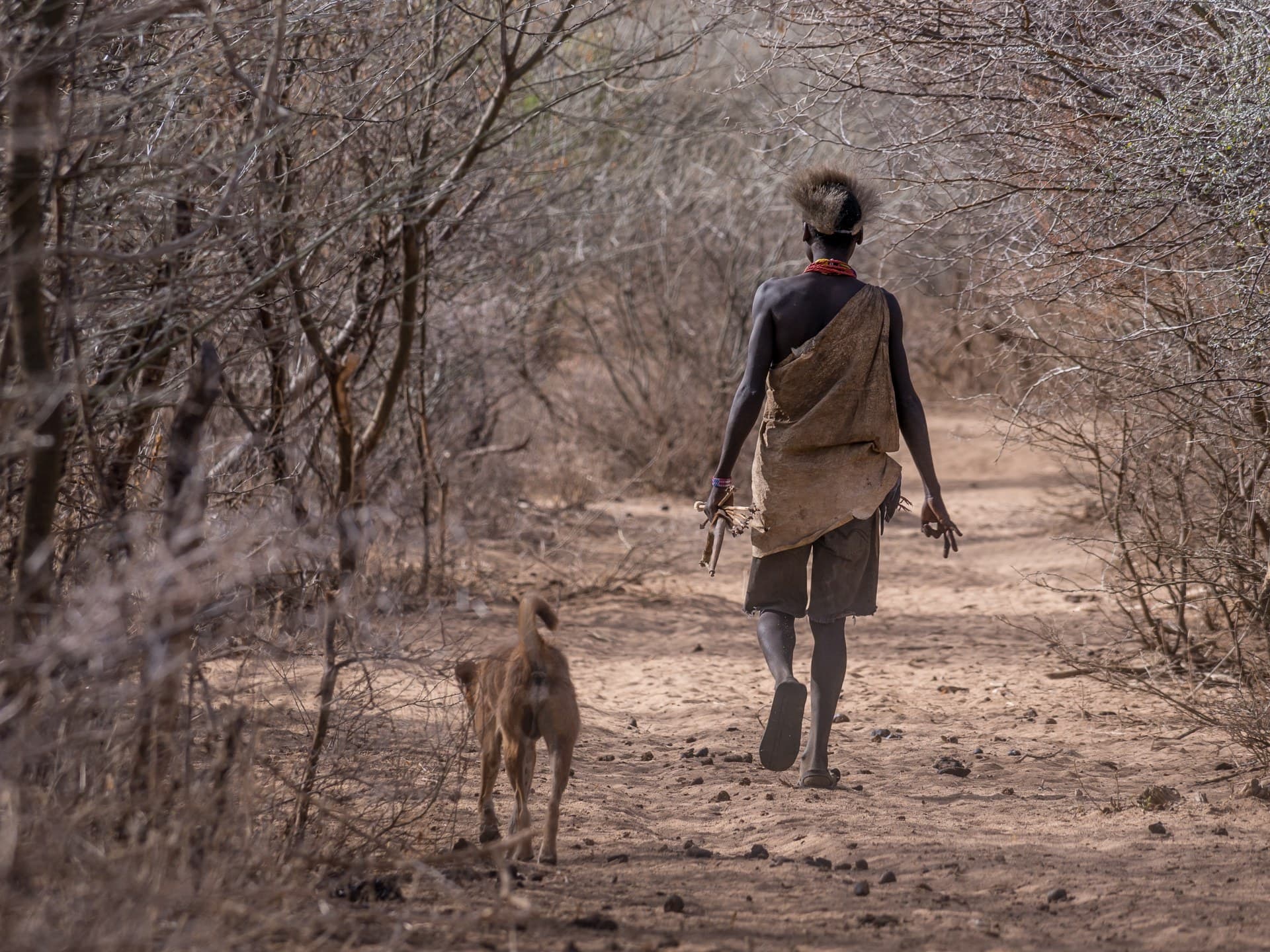 A Hadza man walking out along a path through dry thornbush near Lake Eyasi, Tanzania, with a dog.