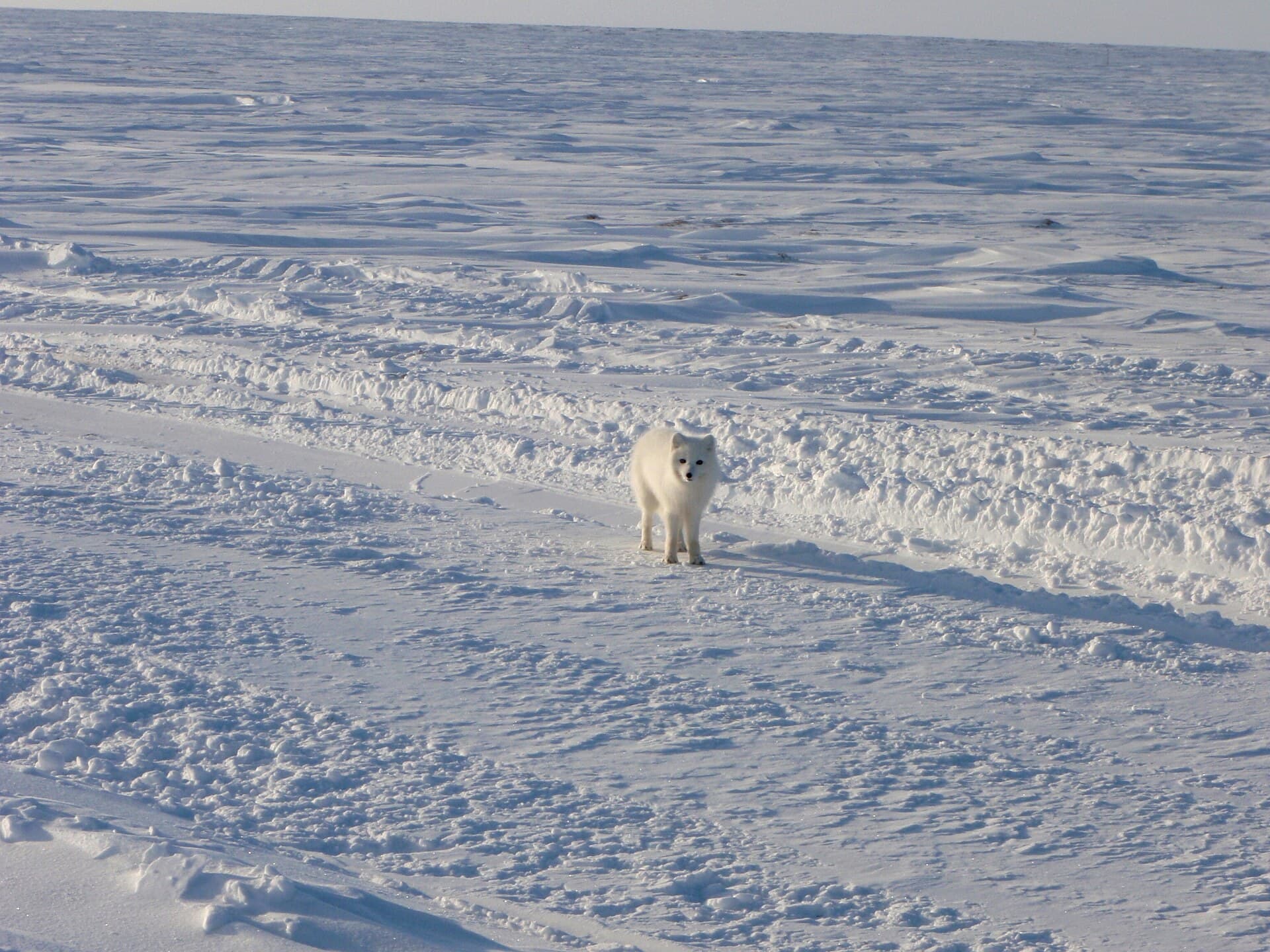 A lone arctic fox crossing a wide field of snow and ice in northern Alaska.