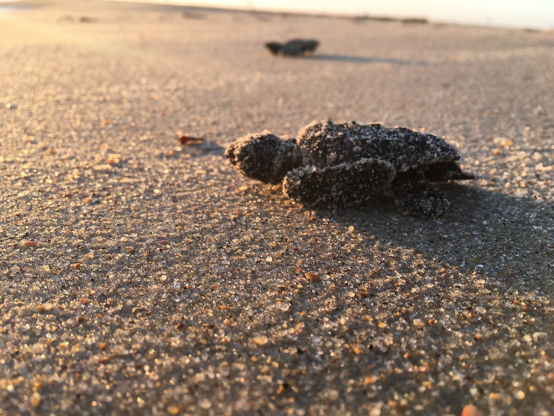 A sea turtle hatchling crossing wet sand towards the ocean at dusk.