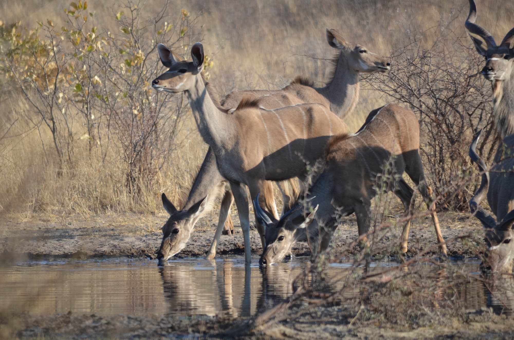 Kudu at a waterhole in the Kalahari.