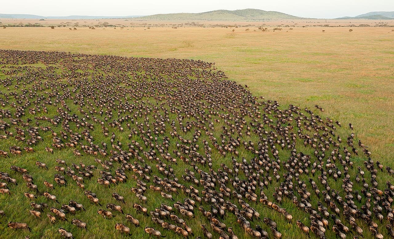 A great herd of wildebeest walking across open Serengeti grassland, Tanzania.
