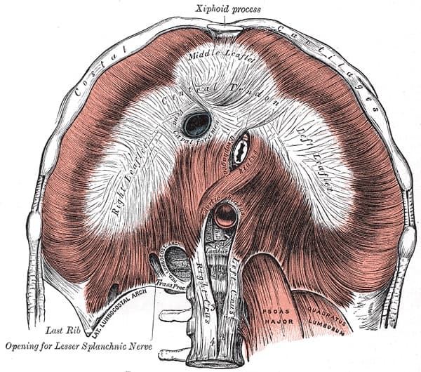 The diaphragm seen from below, a dome of muscle spanning the lower ribs with a tendon at its centre, anchored to the spine at the back.