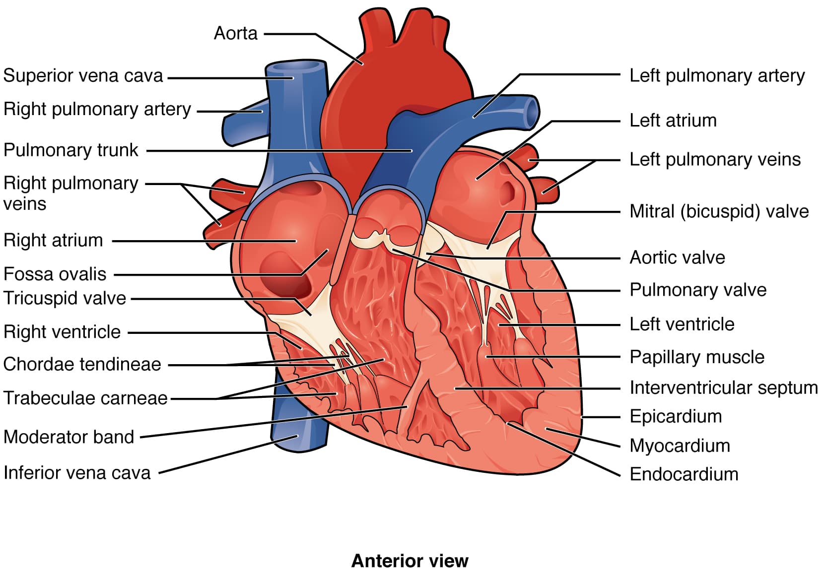Inside the heart. The left ventricle, the main pumping chamber, sits lower right with the thickest wall.