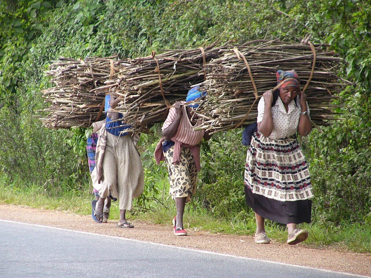 Three Kikuyu women in Kenya walk along a roadside, each carrying a bundle of long sticks on her back, held by a strap across the forehead. Each bundle is far wider than her shoulders.