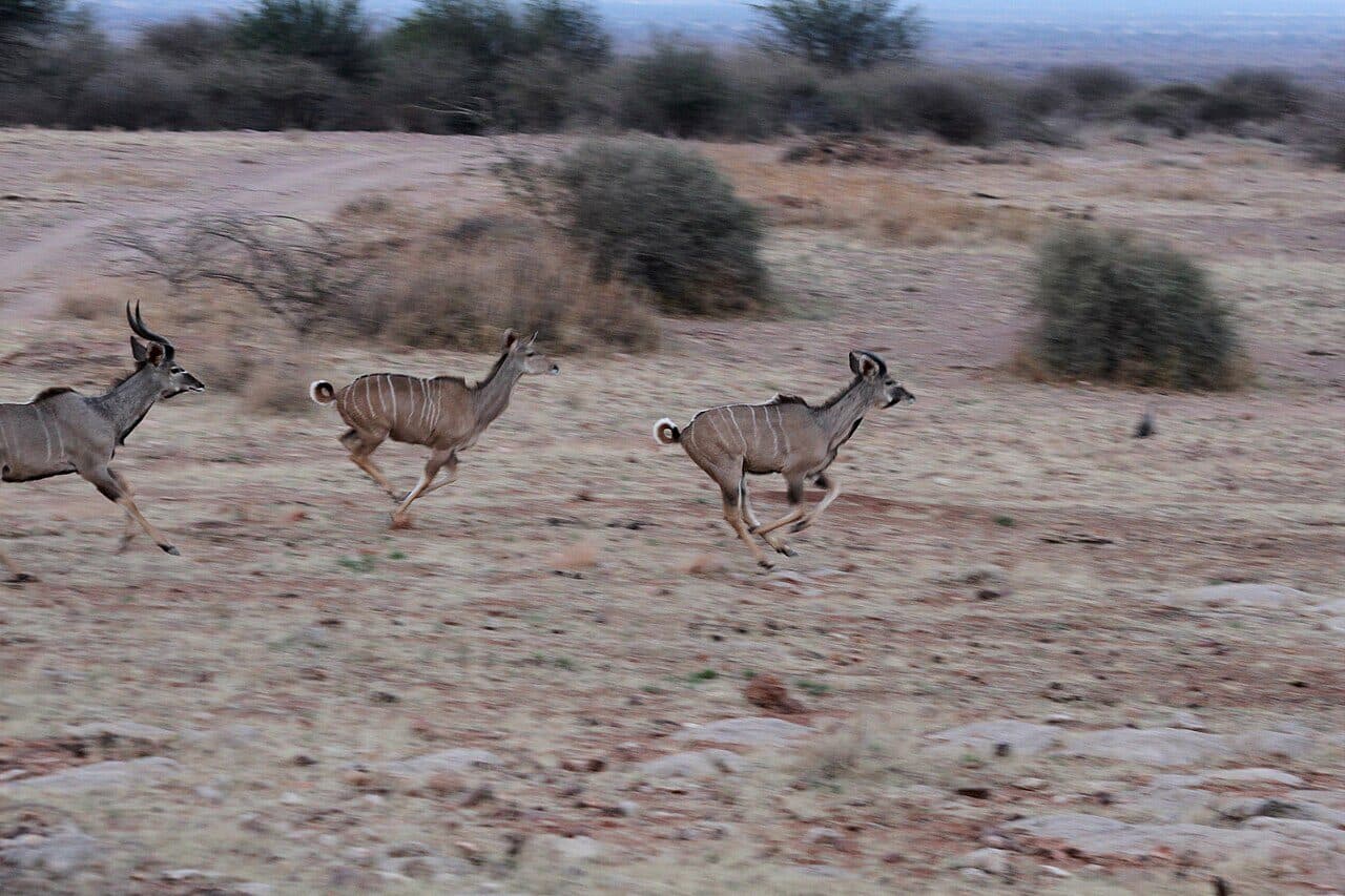 Three greater kudu, large striped antelope, bound across dry scrubland in Namibia at full speed.