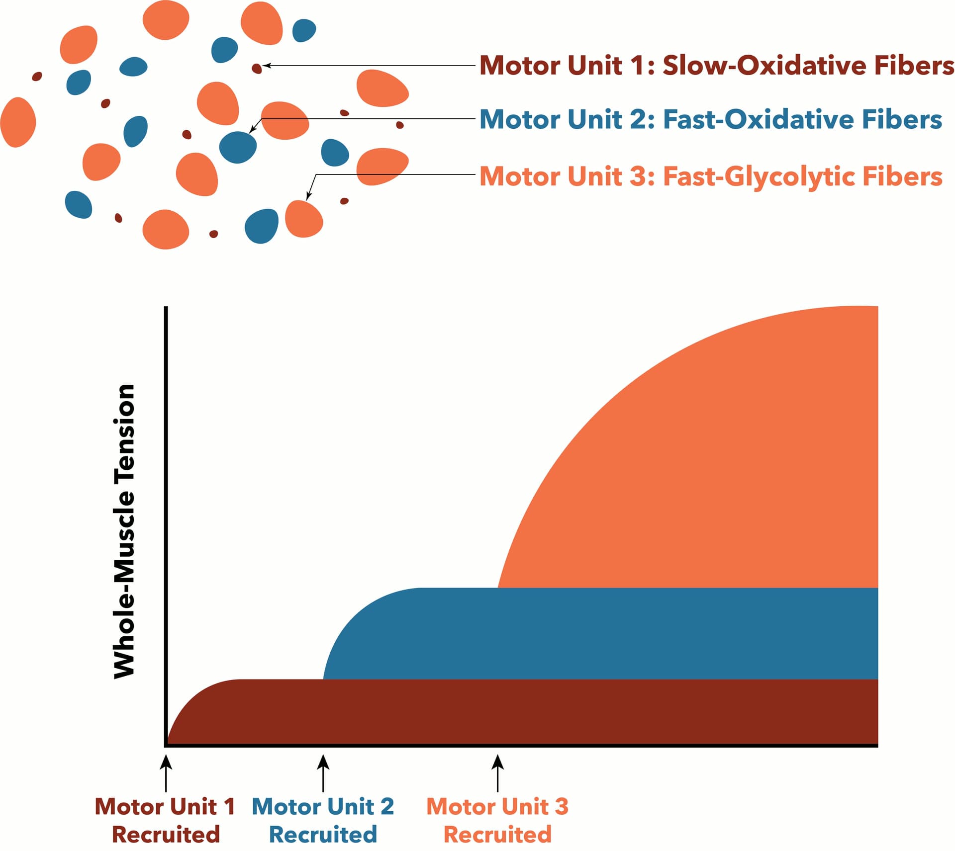 The nervous system calls on muscle fibres in order: slow fibres first, the fastest only when the effort is near its limit.