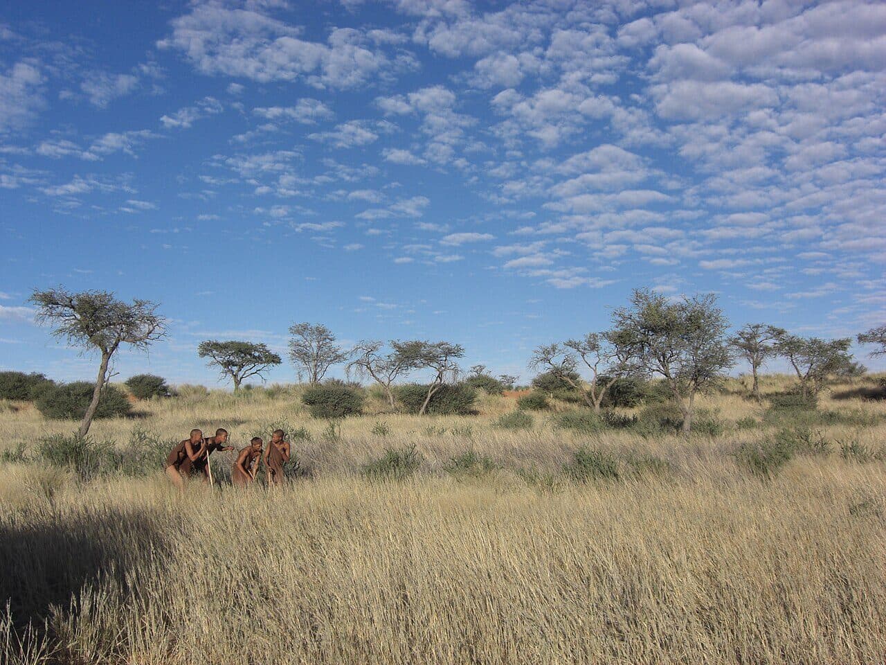 Four San men crouch together in tall dry grass in the Kalahari, showing how they hunt, with thorn trees and a wide sky behind them.