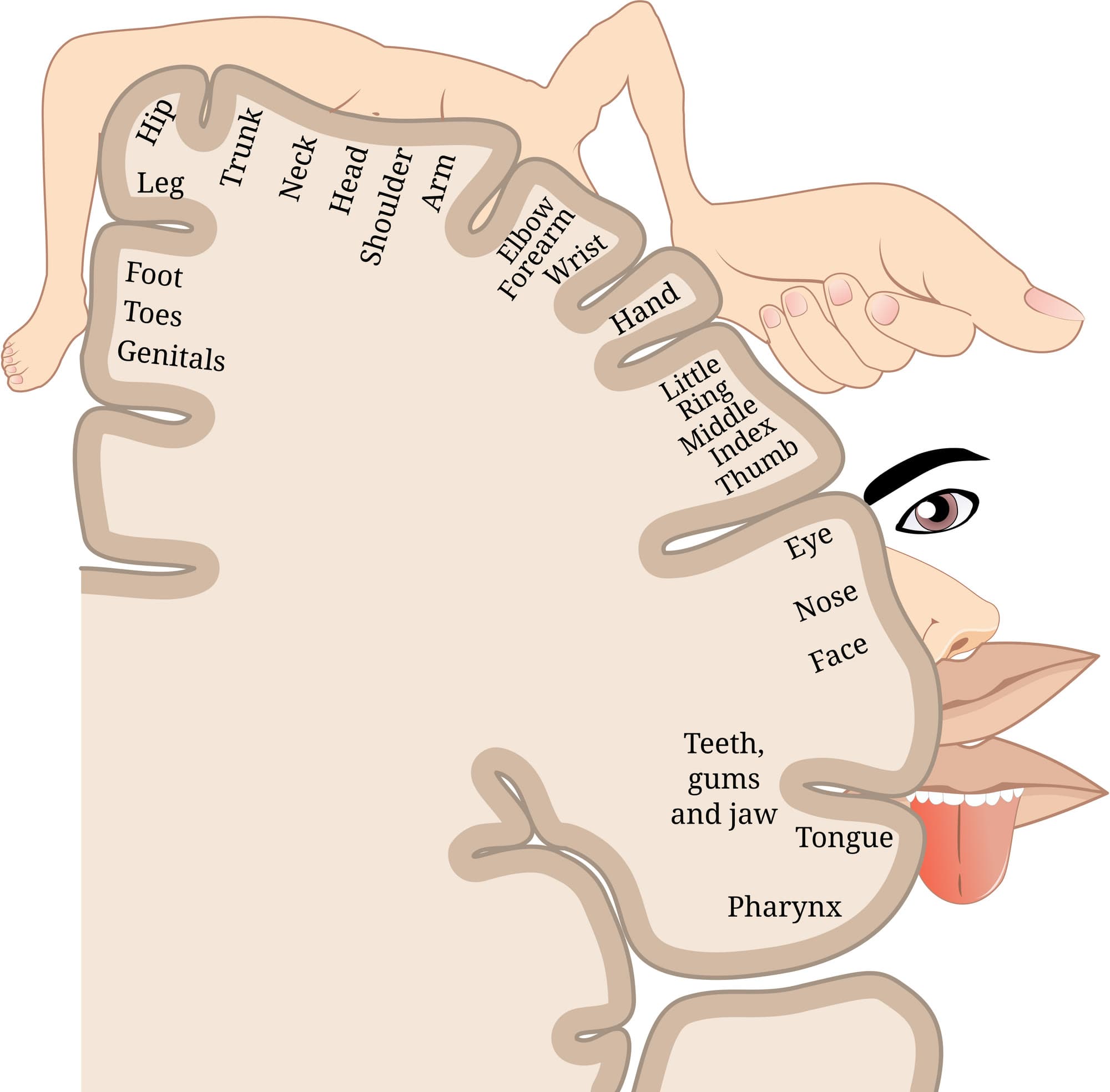A drawing of a slice through the strip of brain that feels the body, with each body part drawn beside the patch that serves it. The hand and fingers take up as much of the strip as the whole leg, hip, trunk and arm together, and the hand is drawn huge beside it, along with large lips and tongue.